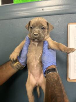 Rescue Presa Canario Dogs for Adoption in Victorville, California - Katniss Everdeen #1664 (513) ***FOSTER OR RESCUE*** | PetCurious