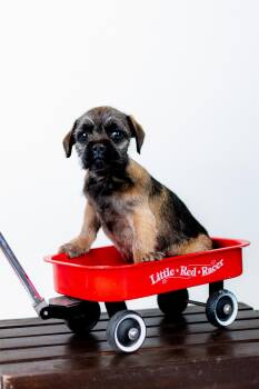 Chug Dogs Available for Adoption in Brighton, Colorado - 366-26 | PetCurious