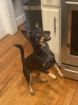 Rescue Miniature Pinscher and Rat Terrier Dogs for Adoption in Mobile, Alabama - Elaine | PetCurious