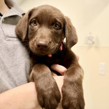 Roxy aka Cocoa -  Chocolate Labrador Retriever Dog for Adoption in Briarcliff Manor, New York - Roxy Aka Cocoa | PetCurious