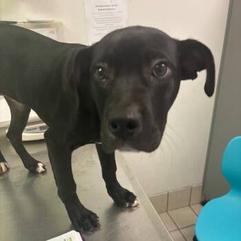 Mixed Breed Dogs Available for Adoption - Biscuit | PetCurious