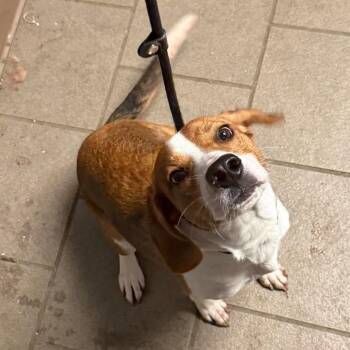 Goyle Stray Hold 11/1 -  Mixed Breed Dog for Adoption in Huntington, West Virginia - Goyle Stray Hold 11/1 | PetCurious
