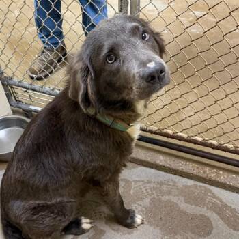 Mixed Breed Dogs Available for Adoption in Palestine, Texas - Sable | PetCurious