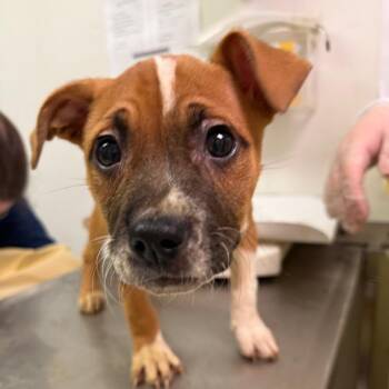 Mixed Breed Dogs Available for Adoption - Linguini | PetCurious