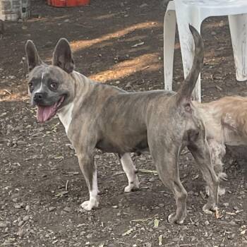 Tootsie -  French Bulldog and Mixed Breed Dog for Adoption in Spokane, Washington - Tootsie | PetCurious