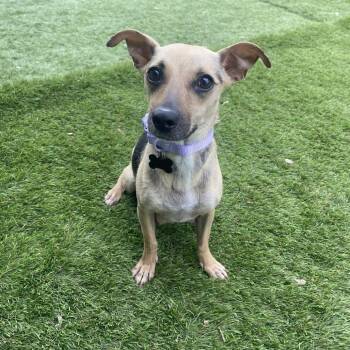 Rat Terrier and Chihuahua Dogs Available for Adoption - Zara | PetCurious