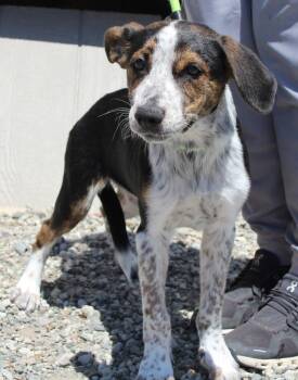 Hound and Mixed Breed Dogs Available for Adoption in Vacaville, California - Henley | PetCurious