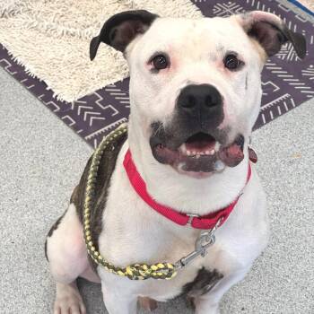 Goatee -  Mixed Breed Dog for Adoption in Wheeling, Illinois - Goatee | PetCurious
