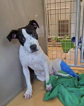 Rescue Pointer Dogs for Adoption in Collingswood, New Jersey - Naomi | PetCurious