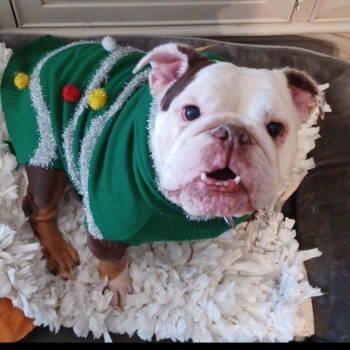 Rescue English Bulldog Dogs for Adoption in Hayward, California - Izzy | PetCurious