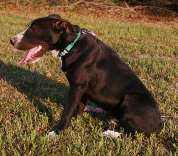 Colton -  Labrador Retriever and Border Collie Dog for Adoption in Attalla, Alabama - Colton | PetCurious