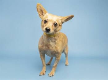 THEODORE -  Chihuahua Dog for Adoption in Phoenix, Arizona - THEODORE | PetCurious