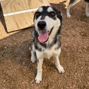 Aspen KCAC #434.26 -  Husky and Mixed Breed Dog Available for Adoption in Kerrville, Texas - Aspen KCAC #434.26 | PetCurious