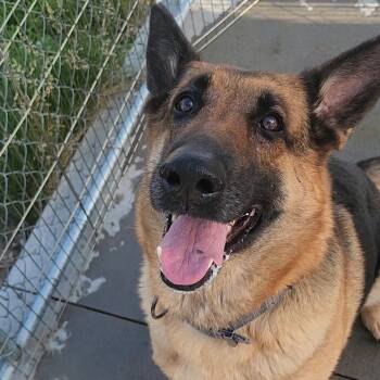 Maya -  German Shepherd Dog Dog for Adoption in Tama, Iowa - Maya | PetCurious