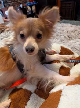 Ollie -  Pomeranian and Chihuahua Dog for Adoption in Valparaiso, Indiana - Ollie | PetCurious