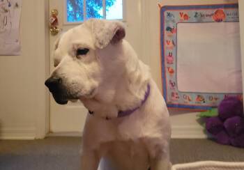 Labrador Retriever Dogs Available for Adoption - Waffles | PetCurious