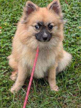 Saylor -  Pomsky Dog for Adoption in Catlettsburg, Kentucky - Saylor | PetCurious