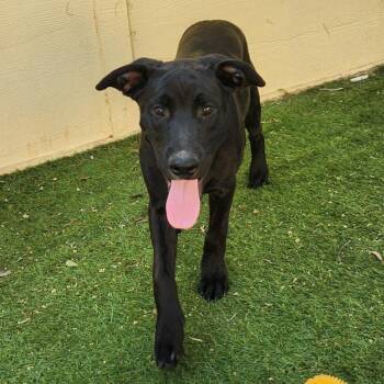 Rescue Black Labrador Retriever and Boxer Dogs for Adoption in Austin, Texas - Benjamin LK | PetCurious