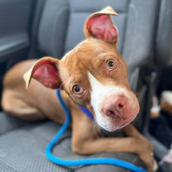 McGee -  Mixed Breed Dog for Adoption in Henderson, Kentucky - McGee | PetCurious
