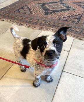 Australian Cattle Dog Blue Heeler and Chihuahua Dogs Available for Adoption - Trouble  | PetCurious