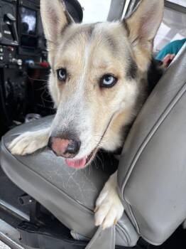 Rescue Shepherd Dogs for Adoption in New Smyrna Beach, Florida - Logan | PetCurious