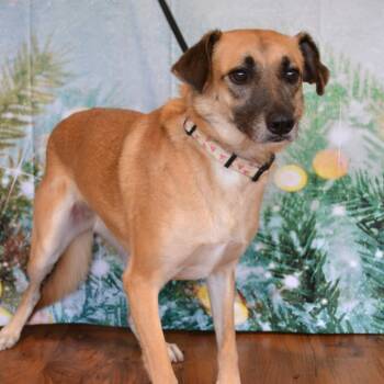 Shepherd Dogs Available for Adoption - Annie | PetCurious