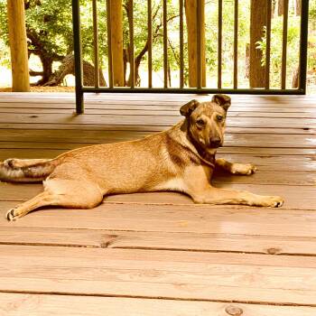 Rescue Terrier Dogs for Adoption in La Feria, Texas - Buddy | PetCurious