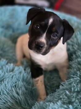 Australian Cattle Dog Blue Heeler Dogs Available for Adoption in Hardin, Montana - Alex | PetCurious