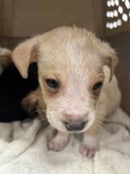 Labrador Retriever and Mixed Breed Dogs Available for Adoption - Rolls-Royce | PetCurious