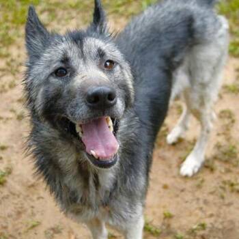 Bear -  Husky and Mixed Breed Dog for Adoption in Hopkinton, Massachusetts - Bear | PetCurious