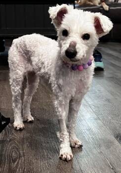 Penelope -  Miniature Schnauzer Dog for Adoption in Richmond, Maine - Penelope | PetCurious