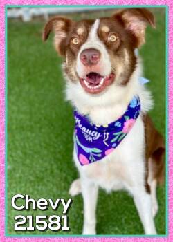 CHEVY (also see COOPER) -  Australian Shepherd Dog for Adoption in Marietta, Georgia - CHEVY (also See COOPER) | PetCurious