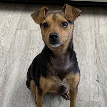 Moses -  Feist and Mixed Breed Dog for Adoption in Cleveland, Mississippi - Moses | PetCurious
