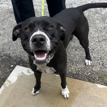 Turbo -  Mixed Breed Dog for Adoption in Oak Park, Illinois - Turbo | PetCurious