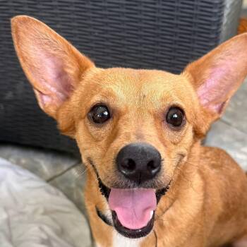 Chihuahua and Dachshund Dogs Available for Adoption - CHISPI (out Of Town) | PetCurious