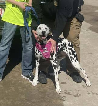 Dalmatian Dogs Available for Adoption in San Diego, California - Bella-Emporia, KS | PetCurious