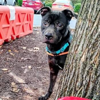 Mixed Breed Dogs Available for Adoption in Chamblee, Georgia - Chocky | PetCurious