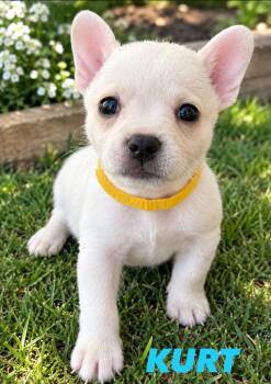 Kurt -  Chihuahua and Jack Russell Terrier Dog for Adoption in Mobile, Alabama - Kurt | PetCurious