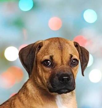 Rescue Mixed Breed Dogs for Adoption in Schaumburg, Illinois - Kayda | PetCurious