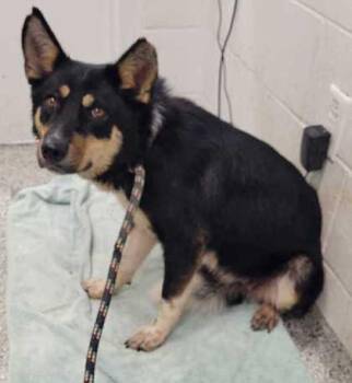 Fay PhD -  Mixed Breed Dog for Adoption in Kansas City, Missouri - Fay PhD | PetCurious