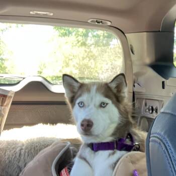 Siberian Husky Dogs Available for Adoption in Ferndale, Michigan - Stella | PetCurious
