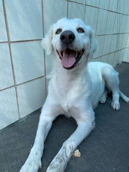 Great Pyrenees and Mixed Breed Dogs Available for Adoption - PEARL | PetCurious