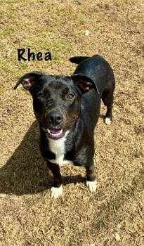 Rescue Whippet Dogs for Adoption in Senatobia, Mississippi - Reah | PetCurious