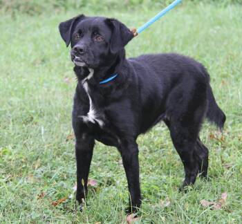 Ember (Photos September 20th 2026) -  Terrier Dog for Adoption in Marietta, Ohio - Ember (Photos September 20th 2026) | PetCurious