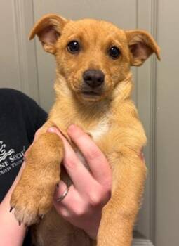 Terrier and Chihuahua Dogs Available for Adoption in Littleton, Colorado - Nori | PetCurious