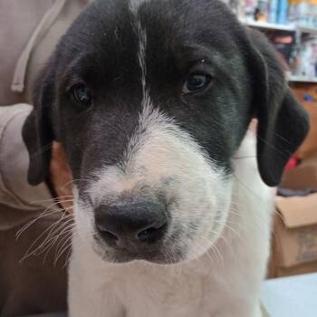Twinkle Toes -  Collie and Newfoundland Dog Dog for Adoption in Grand Rapids, Minnesota - Twinkle Toes | PetCurious