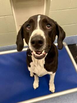 Abby -  Mastiff and Labrador Retriever Dog for Adoption in Webster, Wisconsin - Abby | PetCurious