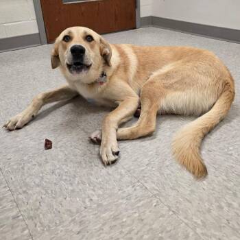 Great Pyrenees Dogs Available for Adoption in Chatham, Virginia - Merlin | PetCurious