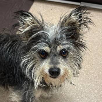 Rescue Yorkshire Terrier and Mixed Breed Dogs for Adoption in Los Angeles, California - Abbi - A2244955 | PetCurious