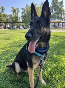 Doe -  German Shepherd Dog Dog for Adoption in Fulton, California - Doe | PetCurious